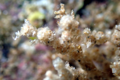 Cryptopolyzoon wilsoni