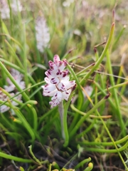 Lachenalia