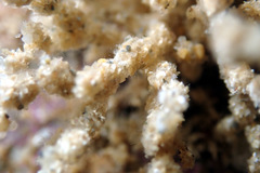 Cryptopolyzoon wilsoni