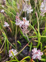Lachenalia