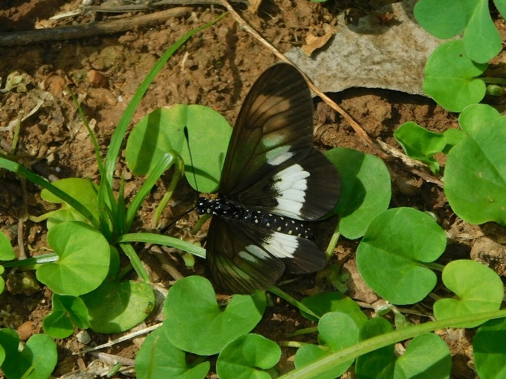 Acraea parrhasia