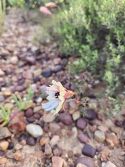 Monsonia speciosa