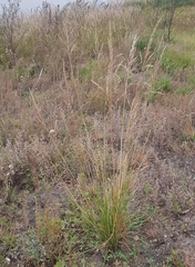 Stipa splendens