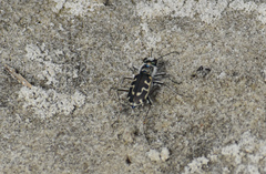 Cicindela hirticollis