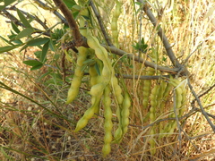 Anagyris foetida