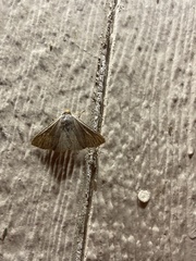 Psamatodes abydata