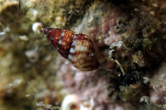 Diala suturalis