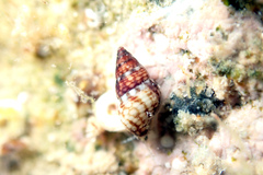 Diala suturalis