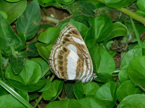 Nemetes Sailer