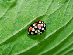 Cheilomenes sulphurea