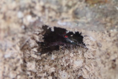 Galathea australiensis