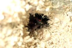 Galathea australiensis