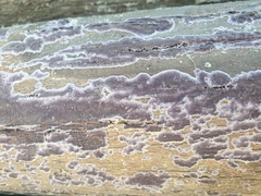 Phlebiopsis crassa