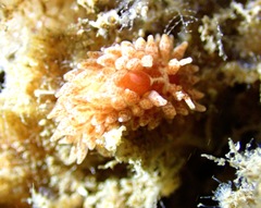 Caldukia affinis