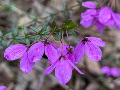 Tetratheca thymifolia