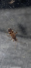 Ozophora picturata