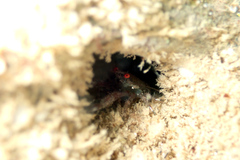 Galathea australiensis