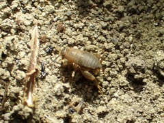 Myrmecophilus