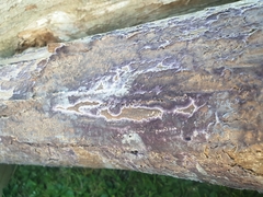 Phlebiopsis crassa