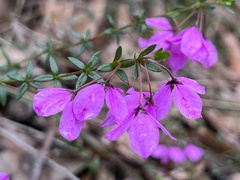 Tetratheca thymifolia