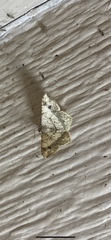 Psamatodes abydata