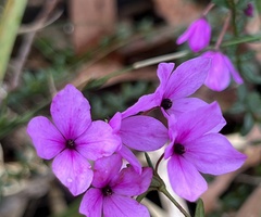 Tetratheca thymifolia