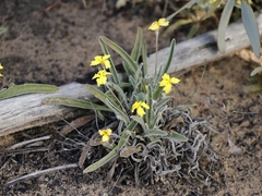 Goodenia willisiana