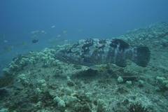 Epinephelus