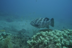 Epinephelus