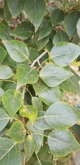 Populus laurifolia