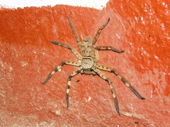 Barylestis