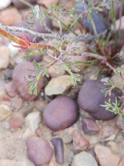 Monsonia speciosa
