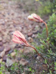 Monsonia speciosa