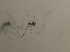 Crossopriza