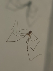 Crossopriza