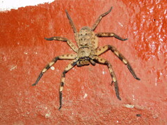 Barylestis