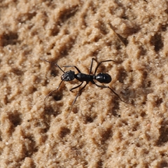 Rhytidoponera