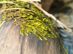 Rhynchostegium riparioides