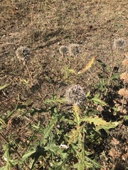 Echinops chantavicus