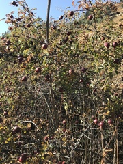 Rosa platyacantha