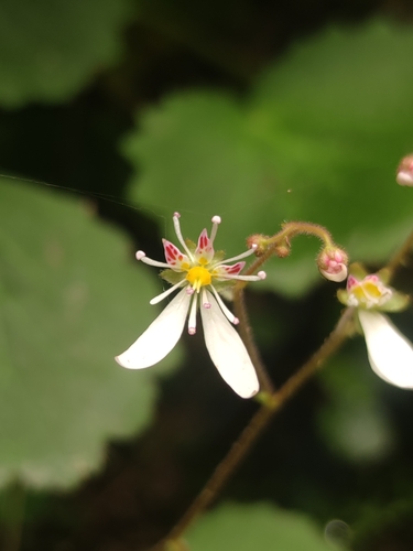 Saxifraga stolonifera