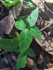 Pseuderanthemum variabile