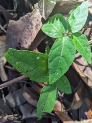 Pseuderanthemum variabile