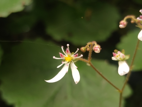 Saxifraga stolonifera