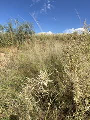 Eragrostis lehmanniana