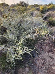 Aspalathus acuminata acuminata