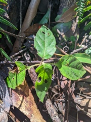 Pseuderanthemum variabile
