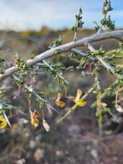 Aspalathus acuminata acuminata