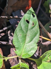 Pseuderanthemum variabile