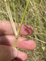 Eragrostis lehmanniana